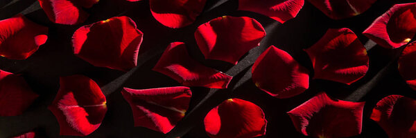 Multiple red petals texture background