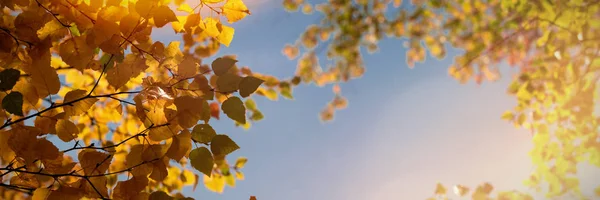 Branche Feuilles Automne Par Une Journée Ensoleillée — Photo