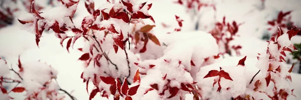 Close Flora Coberta Neve — Fotografia de Stock