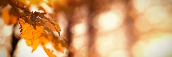 Close Van Bladeren Een Tak Van Boom Overdag — Stockfoto