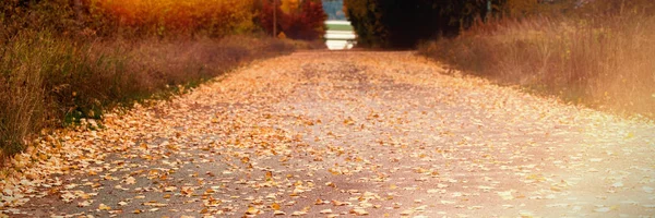 Straße Die Durch Schöne Herbstbäume Führt — Stockfoto