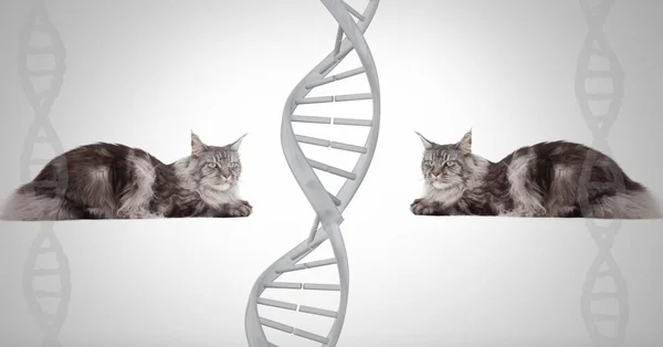 Compuesto Digital Gatos Gemelos Clon Con Adn Genético — Foto de Stock