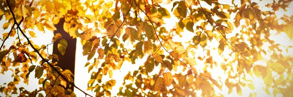 夕暮れ時に木の枝の葉 — ストック写真