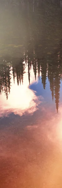 Reflectie Van Dichte Coniferen Een Stabiele Waterlichaam — Stockfoto