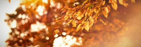 昼間の木の枝に葉の黄色がかったオレンジ色の秋 — ストック写真