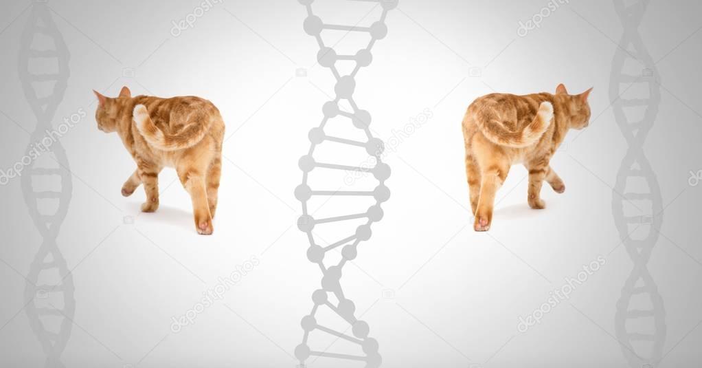 Digital composite of Clone twin cats with genetic DNA