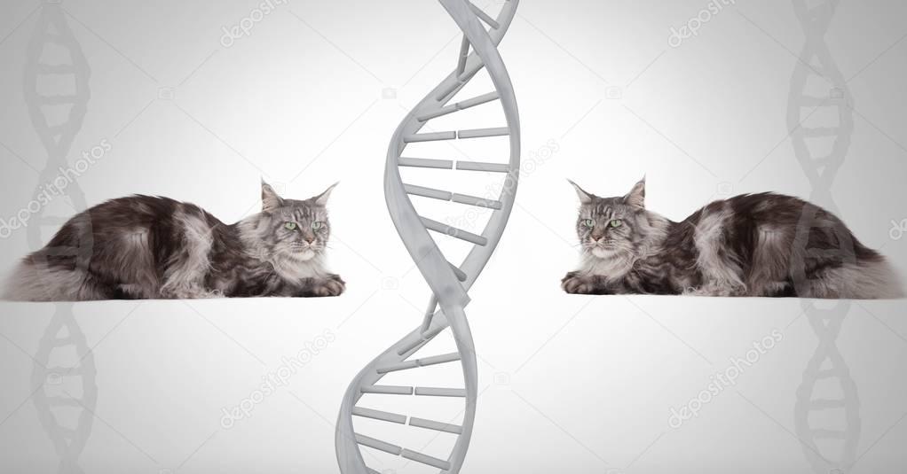 Digital composite of Clone twin cats with genetic DNA
