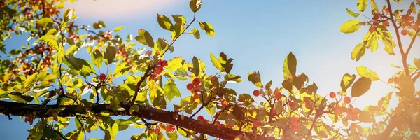 熟した果物の晴れた日に空を背景に木の枝 — ストック写真