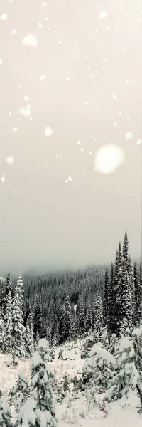 Schnee Fällt Gegen Schneebedeckten Kiefer — Stockfoto