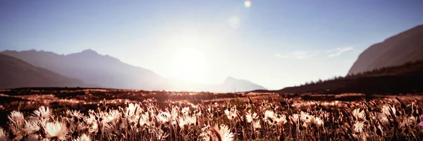 Blumenfeld Auf Dem Land Einem Sonnigen Tag — Stockfoto