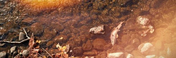 Belle Rivière Avec Des Pierres Galets Par Une Journée Ensoleillée — Photo