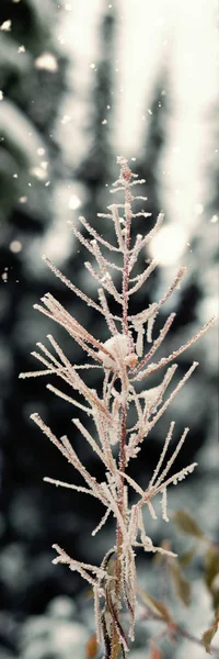 Neve Caindo Contra Flora Coberta Neve — Fotografia de Stock