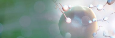 Sperm üretimi yumurtalık aile planlaması için dijital bileşik