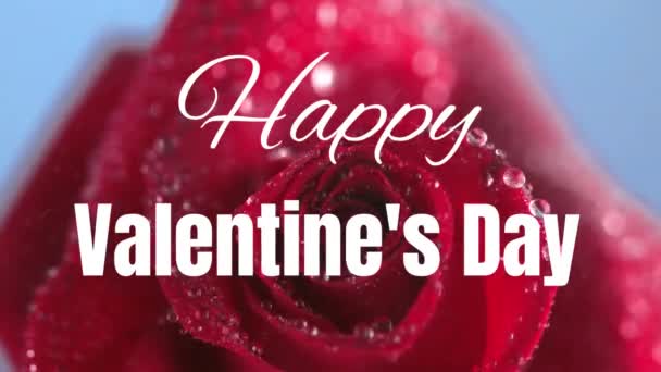 Animation Words Happy Valentines Day Written White Red Rose Moving — Stock Video