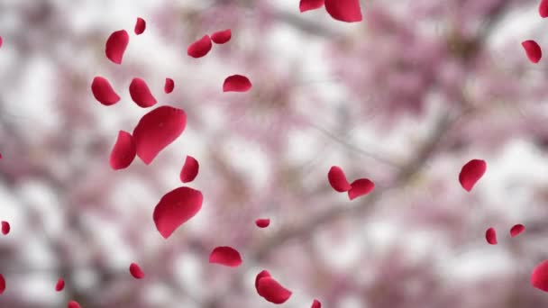 Animación Pétalos Rosa Roja Cayendo Con Flores Cerezo Borrosas Fondo — Vídeos de Stock