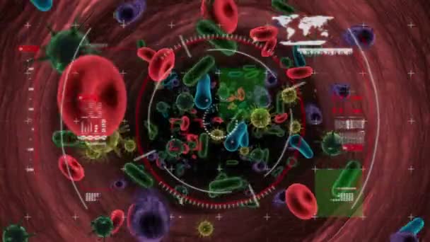 Animación Glóbulos Rojos Virus Macro Corona Bacterias Que Propagan Flotan — Vídeo de stock