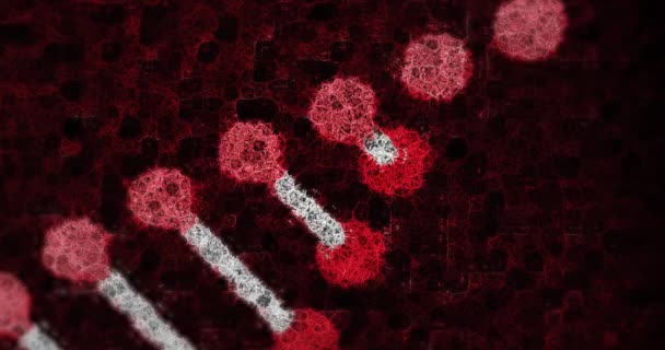 背景にある赤いコロナウイルス細胞の上を回転する3D赤と白の二重らせんDna鎖のアニメーション — ストック動画