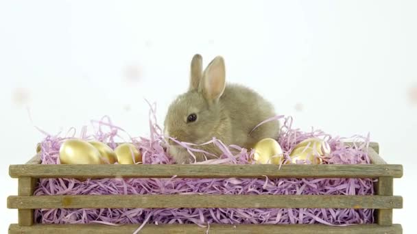 Animation Plusieurs Particules Dorées Flottant Sur Lapin Pâques Mignon Des — Video