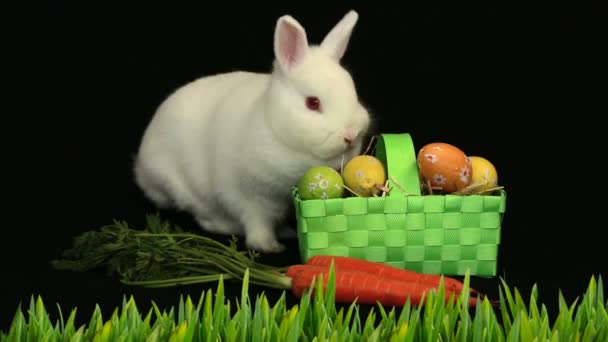 动画可爱的白色复活节兔子与绿色篮子图案复活节蛋 胡萝卜和青草的黑色背景 复活节庆祝传统概念数字生成的图像 — 图库视频影像