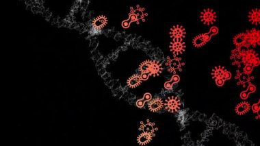 Siyah arka planda dönen DNA iplikçiklerine yayılan Coronavirus Covid-19 hücrelerinin animasyonu. Küresel salgın koronavirüs Covid 19 salgını sosyal uzaklık ve karantina tecrit konseptinde dijital olarak üretilen görüntü.