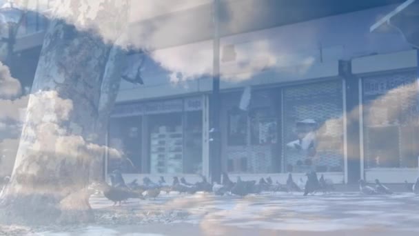 Animation Nuages Flottant Dans Ciel Dessus Pigeons Marchant Dans Une — Video