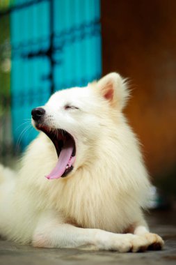 Köpek Esneme - Hint Spitz Köpek Esneme