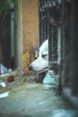 Evcil hayvan ev kapısından dışarı bakıyor. Herkes evcil hayvanlarımızla Coronavirus 'ta kapalı kalırken. İçeride kilitli kalmak kimse için kolay değildir, özellikle de dört bacaklı dostlarımız için.