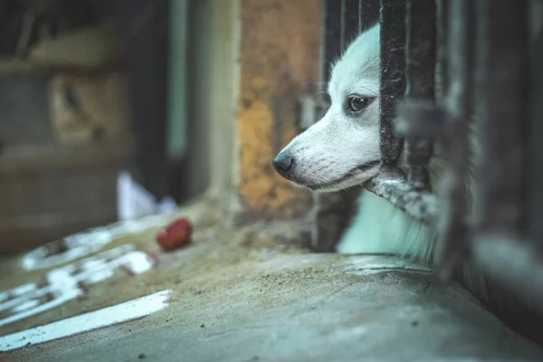 Mascotas Mirando Hacia Fuera Desde Puerta Casa Mientras Que Todo —  Fotos de Stock