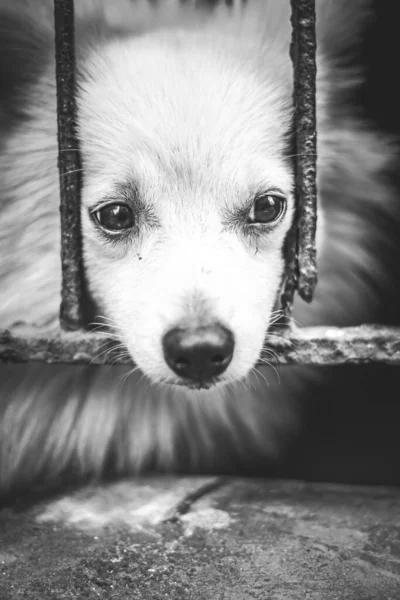 Pet Olhando Para Fora Casa Gate While Todo Mundo Está — Fotografia de Stock