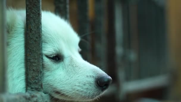 Pet Patrząc Zewnątrz Bramy Domowej Podczas Gdy Wszyscy Pomieszczeniach Podczas — Wideo stockowe