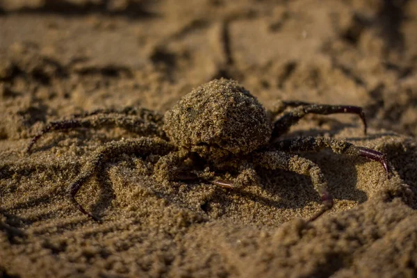 Catching Fresh Indian Crabs Selling Beach Sand Fish Market Fresh — Stock Photo, Image