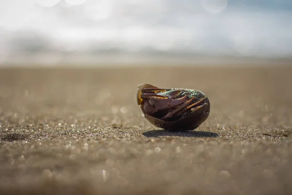 Kleiner Einsiedlerkrebs Auf Sandwellen Strand Einsiedlerkrebs Versteckt Sich Der Schale — Stockfoto