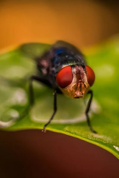 Sinek Makro Yakın Çekim Kelebek Cyclorrhapha Alt Sınırının Bir Sineğidir — Stok fotoğraf