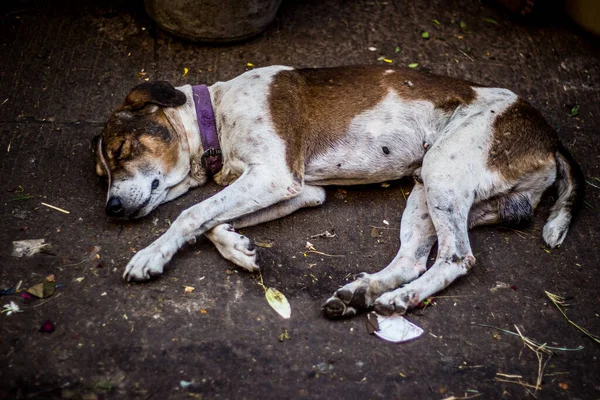 Straßenhund Schläft Auf Dem Hauptmarkt Basar Chennai Tamilnadu Indien Streunender — Stockfoto