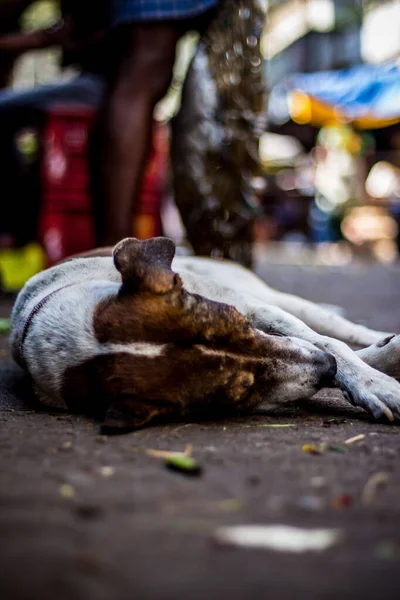 Street dog sleeping on main market / bazaar in chennai, Tamilnadu, India. Stray dog sleeping on street.