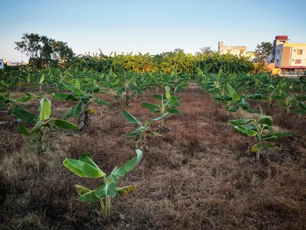 Banana tree plantation in chennai city. Agriculture in urban areas. Harvesting Banana tree near urban metro city. Urban agriculture, urban farming, or urban gardening. Chennai Agricultural places