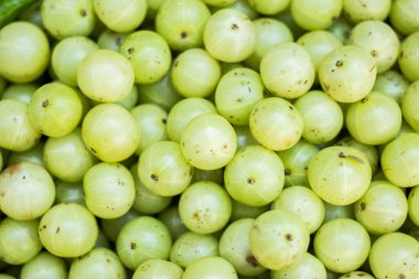 Yerel pazarda taze Amla meyvesi. Pazar pazarında bektaşi üzümü satılıyor. Hint Bektaşi üzümü (Phyllanthus emblica), Malacca ağacı veya amla meyvesi. Meyve pazarında satılık Emblic meyveleri