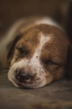 Tatlı uyuyan sokak köpeği yavrusu. Küçük yavru köpek Hindistan 'da Market yolunda uyuyor. Evsiz sokak köpeği yalan söylüyor.