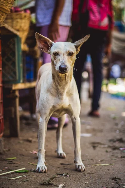 Cão Cor Branca Bonito Bazar Rua Mercado Olhando Para Câmera — Fotografia de Stock