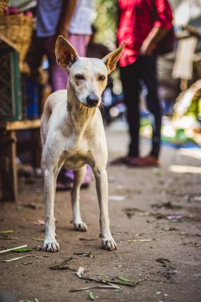 Cão Cor Branca Bonito Bazar Rua Mercado Olhando Para Câmera — Fotografia de Stock