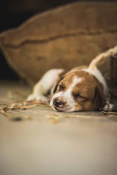 Niedlichen Schlafenden Straßenhund Welpen Kleiner Welpe Schläft Auf Der Market — Stockfoto