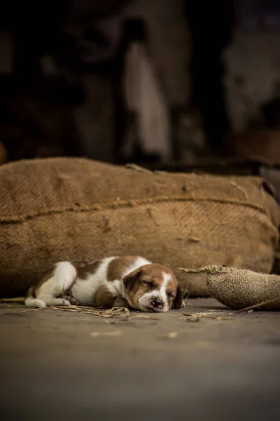 Niedlichen Schlafenden Straßenhund Welpen Kleiner Welpe Schläft Auf Der Market — Stockfoto
