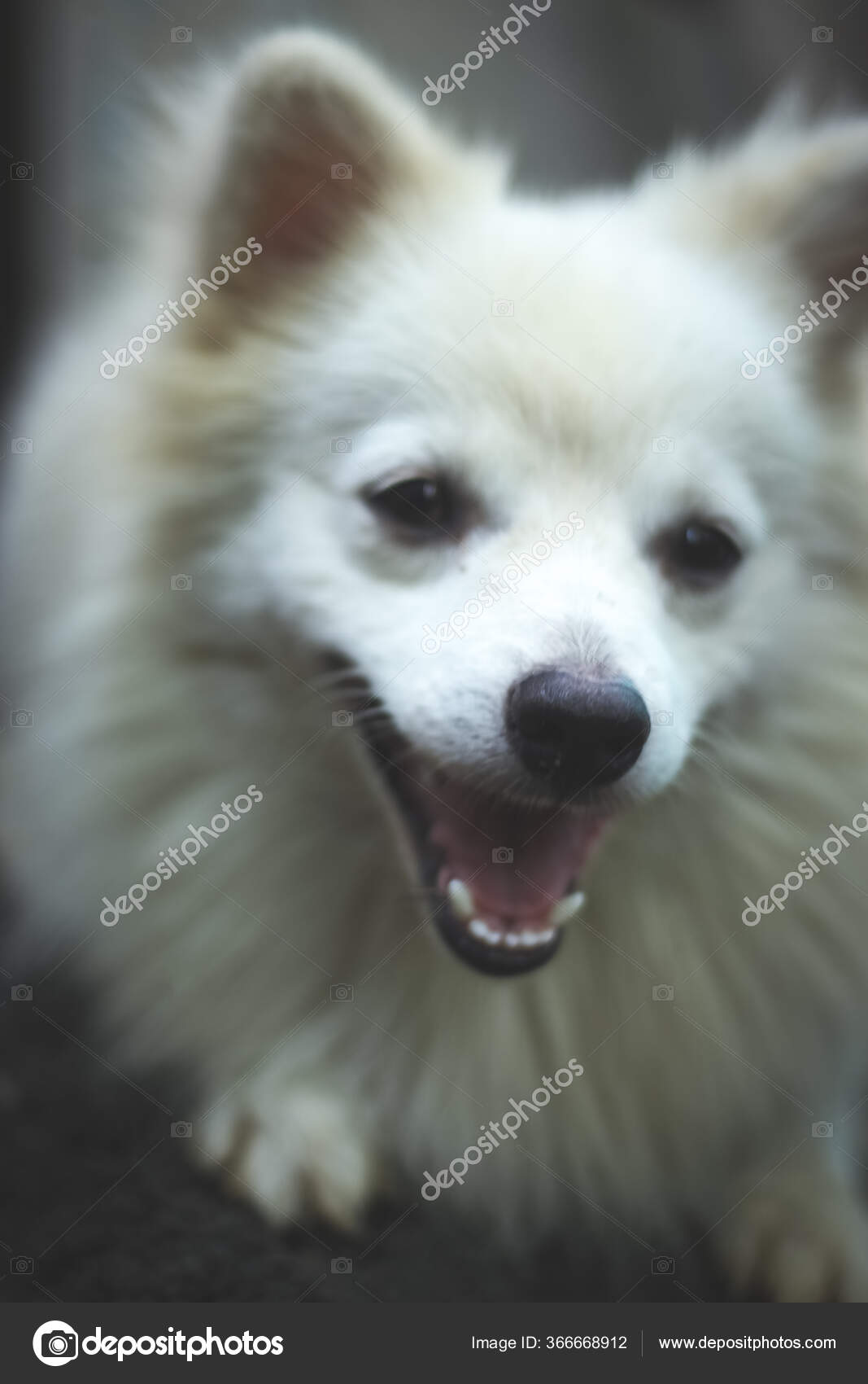 Portrait Indian Spitz Dog White Pomeranian Dog Spitz — Stock