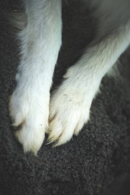 Kum üzerinde tükürük saçan Hint köpek bacaklarının portresi.