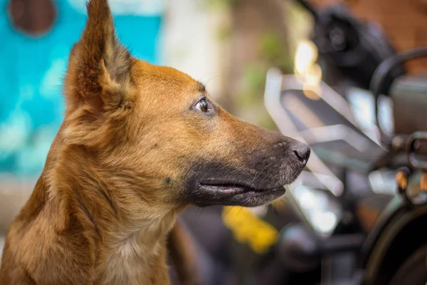 Retrato Feminino Alemão Shepherd Dog Casaco Curto Casaco Curto Pastor — Fotografia de Stock