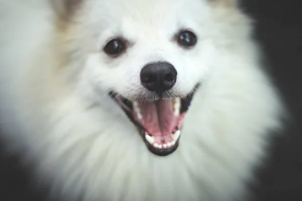 Retrato Cão Spitz Indiano Spitz Cão Branco Pomerânia — Fotografia de Stock