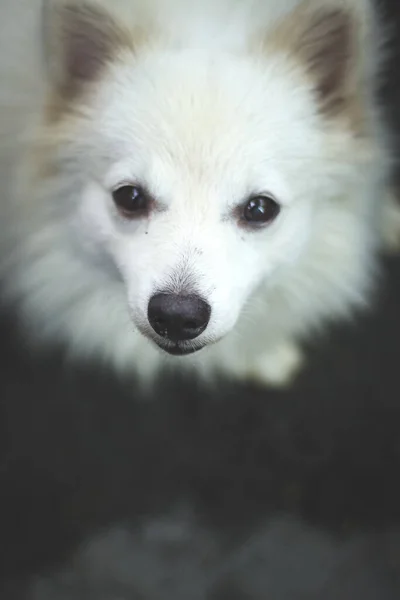 Retrato Cão Spitz Indiano Spitz Cão Branco Pomerânia — Fotografia de Stock