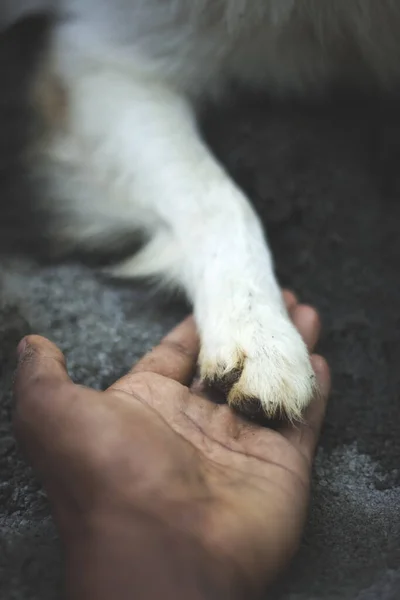 Menselijke Hand Houdt Het Been Van Een Witte Hond Vast — Stockfoto