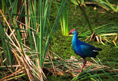 Mor Swamphen bataklıkta bataklık avcılığı olarak da bilinir. Büyük ayaklı, uzun parmaklı, Chennai sahilinde yürüyen ve beslenen renkli Mor Bataklık. Hindistan.