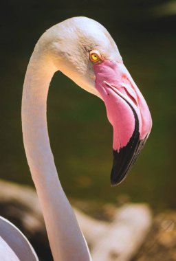 Pembe Flamingo başını arka planda kapat. Dünyanın popüler kuşunun portresi. Vahşi doğadan bir hayvan..